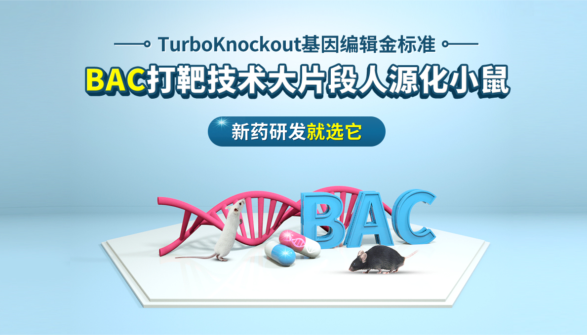 TurboKnockout基因编辑金标准 BAC打靶技术大片段人源化小鼠 新药研发就选它